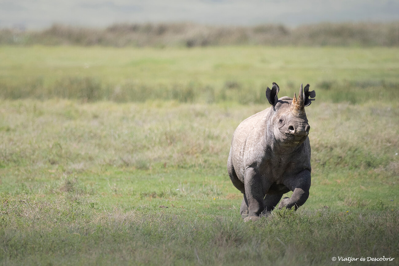 fotografía cercana de un rinoceronte negro en Tanzania mostrando un comportamiento territorial