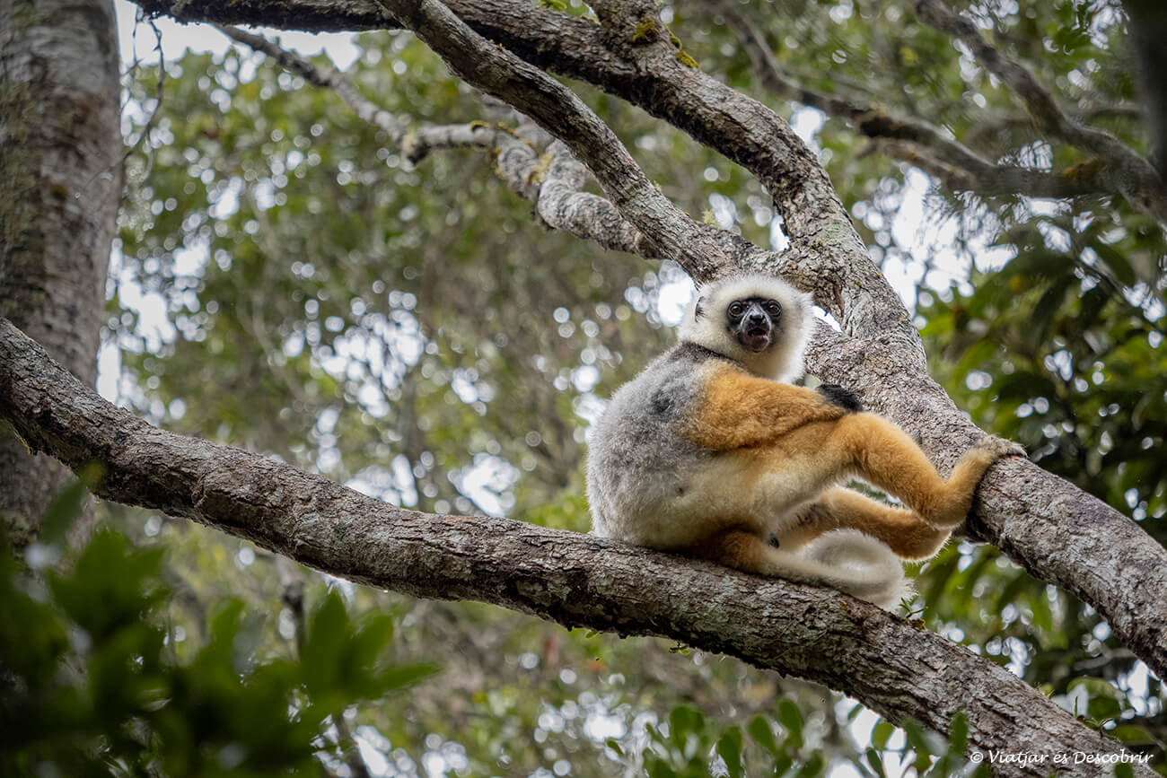un lémur sifaca de diadema en el Parque Nacional Andasibe-Mantadia