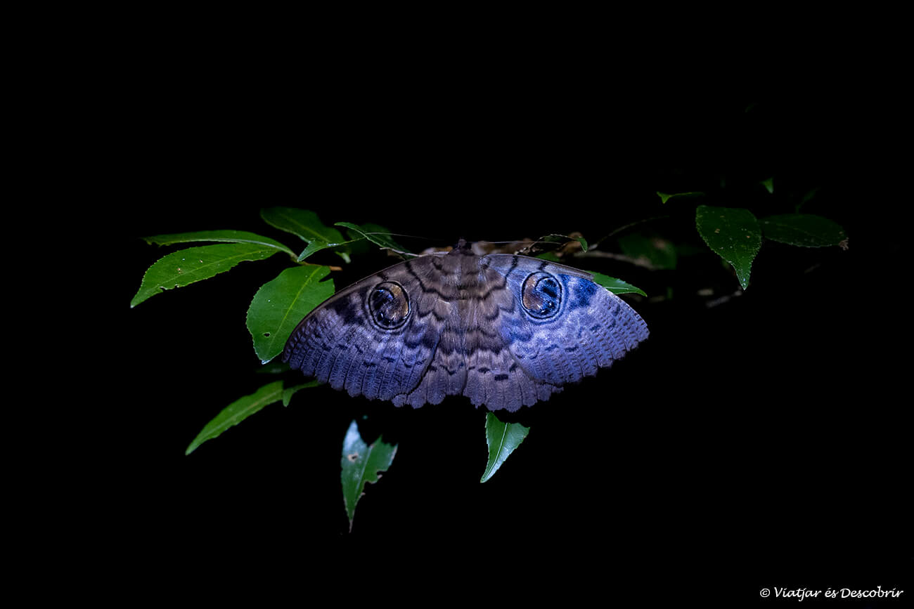 detalles de una mariposa nocturna de color azulado
