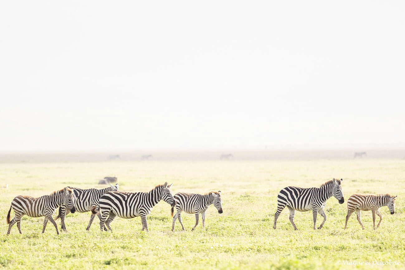 grupo de cebras caminando por la caldera del Ngorongoro durante un safari al amanecer