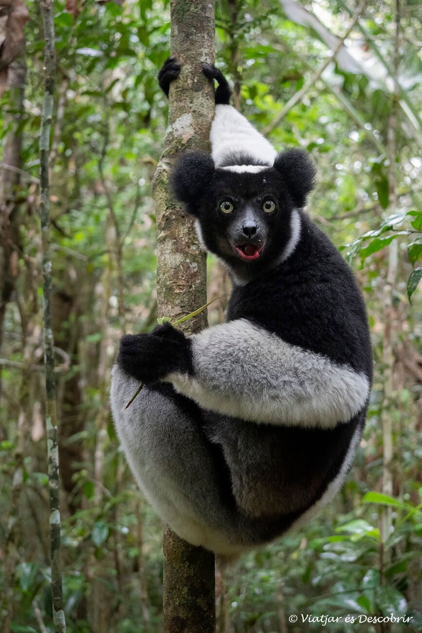 primer plano de un indri indri después de comer hojas tiernas