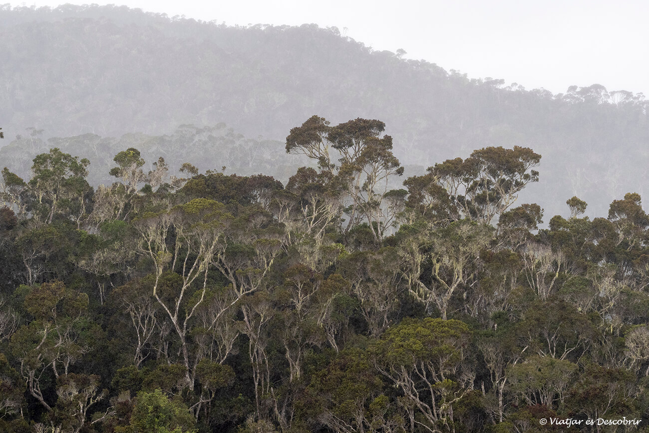 los árboles más altos del Parque Nacional Mantadia