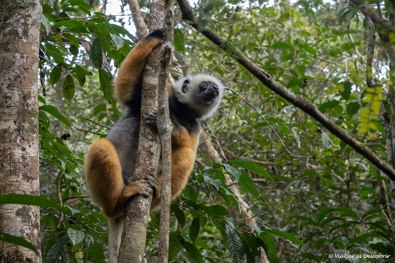 durante las rutas a pie por el Parque Nacional Andasibe-Mantadia se pueden ver más de cinco especies de lémur si se tiene mucha suerte