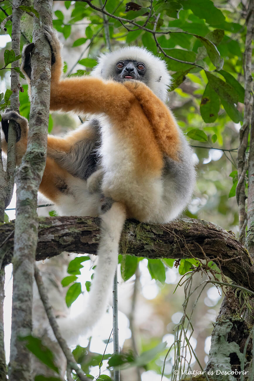 un lémur sifaca de diadema sentado en una rama