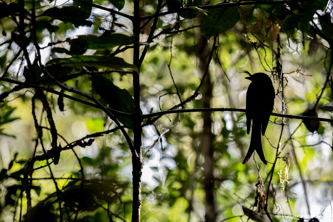 silueta de un pájaro en la reserva de Mitsinjo