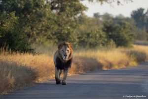 Lee más sobre el artículo Código de descuento Chapka: -7 % en tu Seguro de Viaje