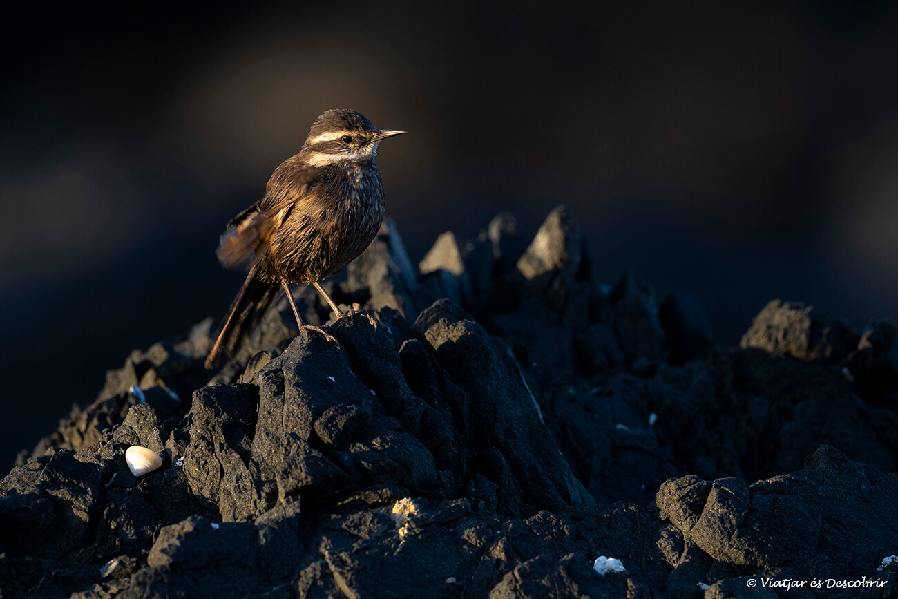 pequeño pájaro fotografiado durante la puesta de sol