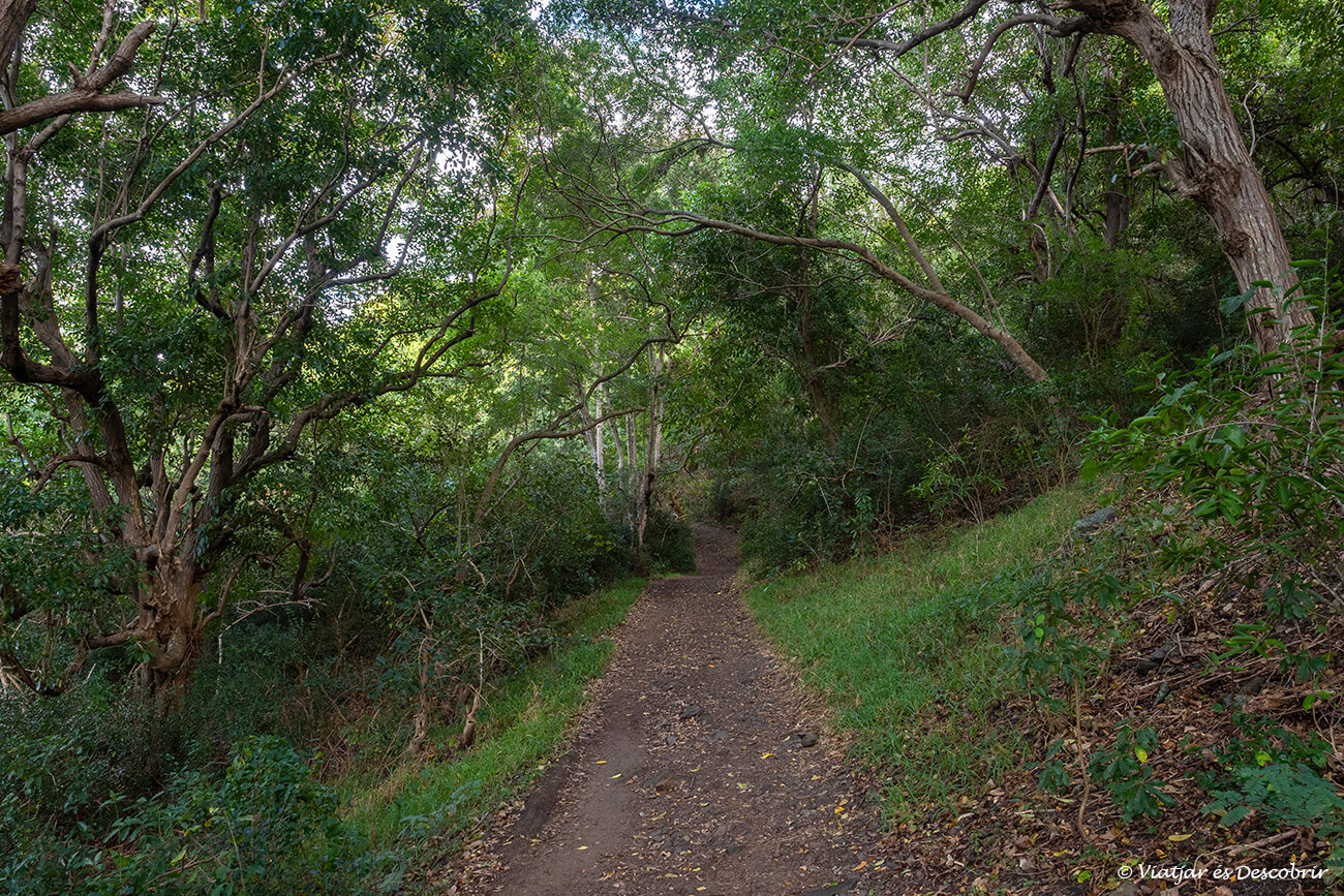 camino por el bosque en la primera parte del trekking en Le Morne Brabant