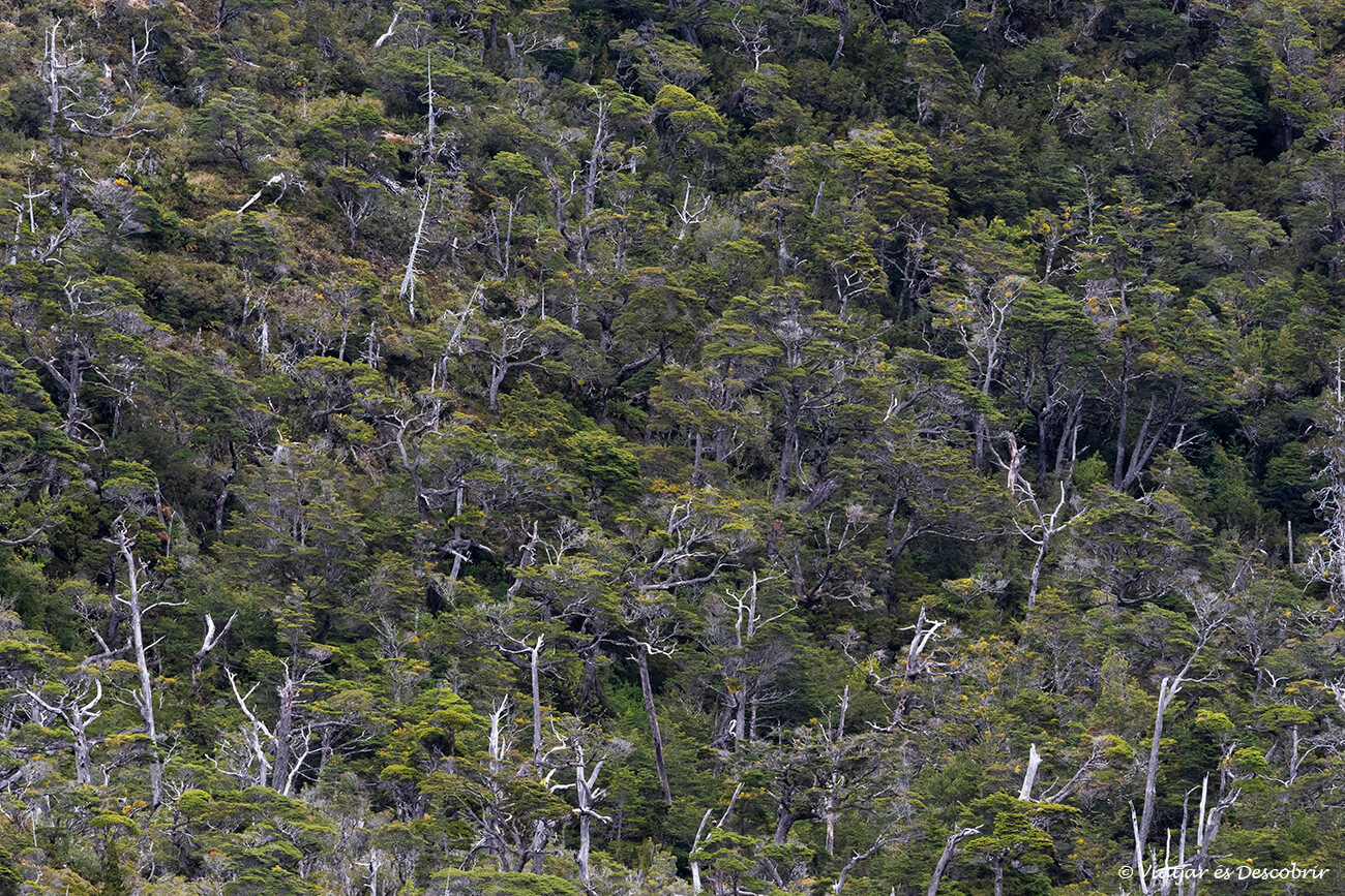bosques de la Patagonia