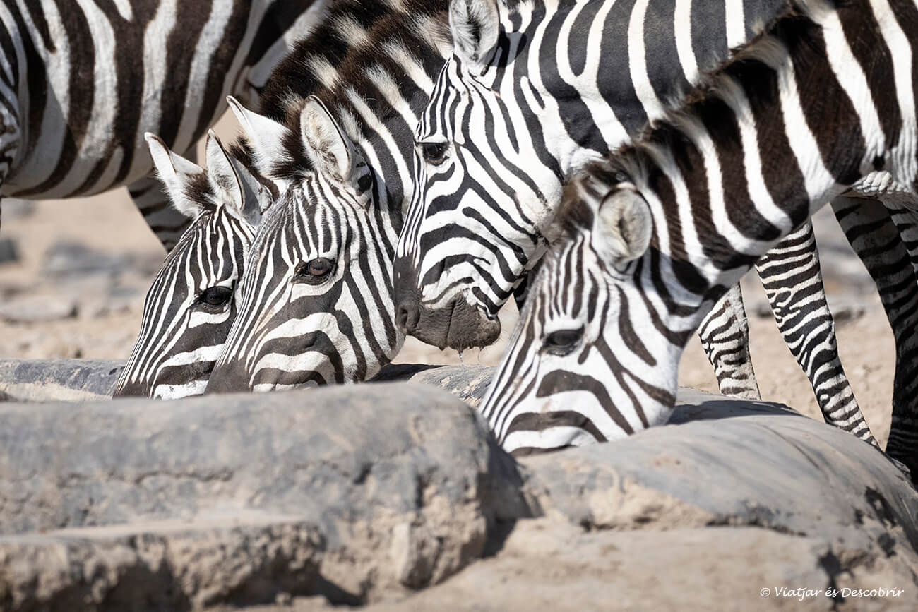 un grupo de cebras bebiendo agua de una balsa en Ol Pejeta