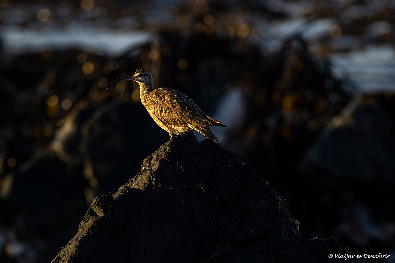 algunas de las aves marinas que se pueden ver por la costa de Chañaral de Aceituno