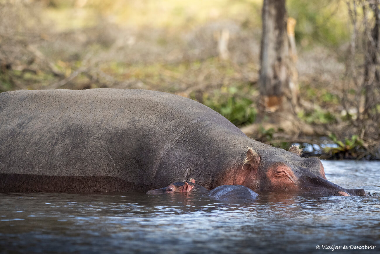 una de las actividades que se pueden ver en el lago Naivasha es una ruta en barca para ver hipopótamos como los de la fotografía