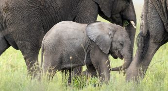 El mejor itinerario por Tanzania y 6 rutas alternativas