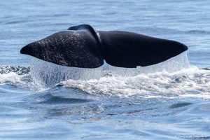 Lee más sobre el artículo Dónde ver ballenas en Chile: los 3 mejores destinos