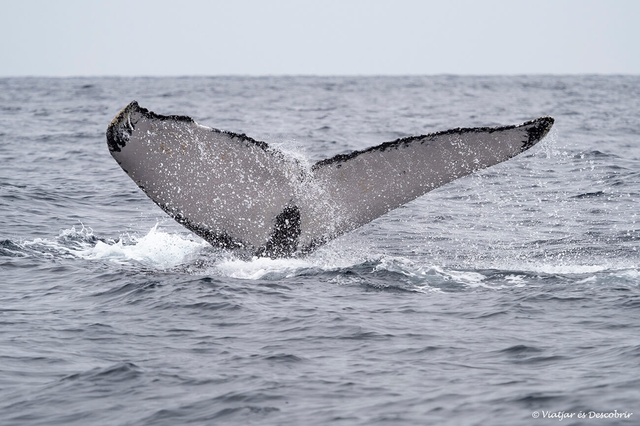 detalles de la cola de una ballena jorobada que es uno de los símbolos para identificar a cada individuo