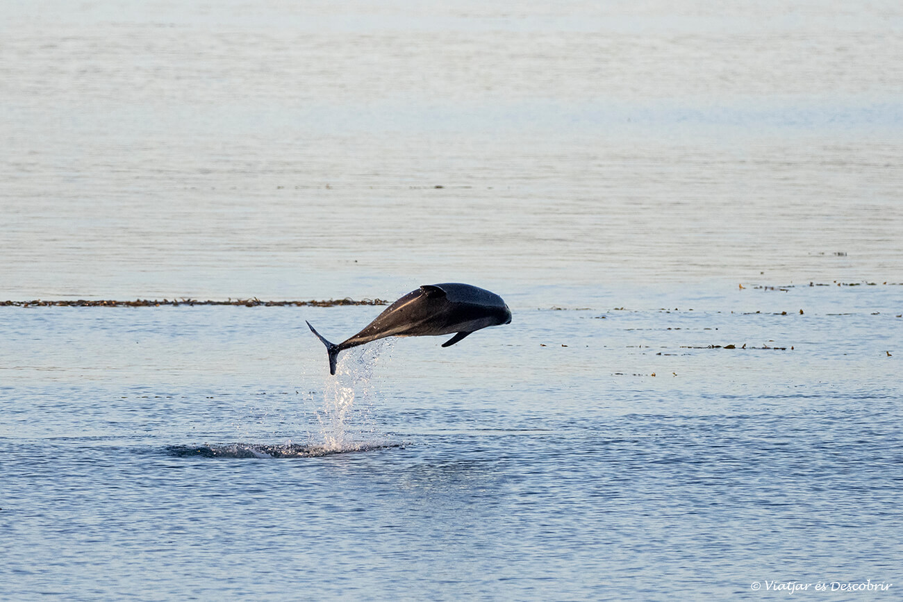 los delfines en la costa de Chiloé son también uno de los protagonistas por el avistamiento de ballenas en Chile
