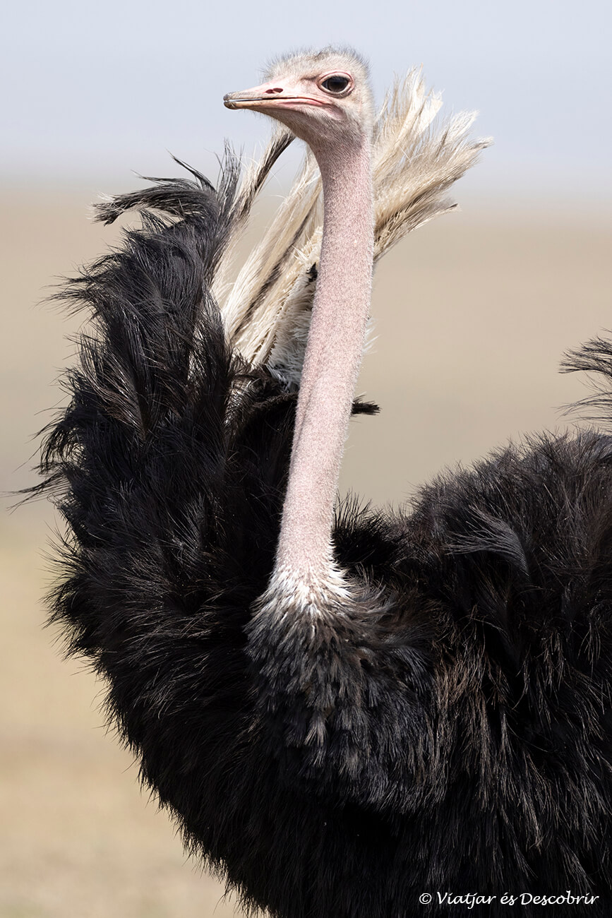 para reducir el precio de un safari en Kenia contratar el viaje con una agencia local es la mejor opción