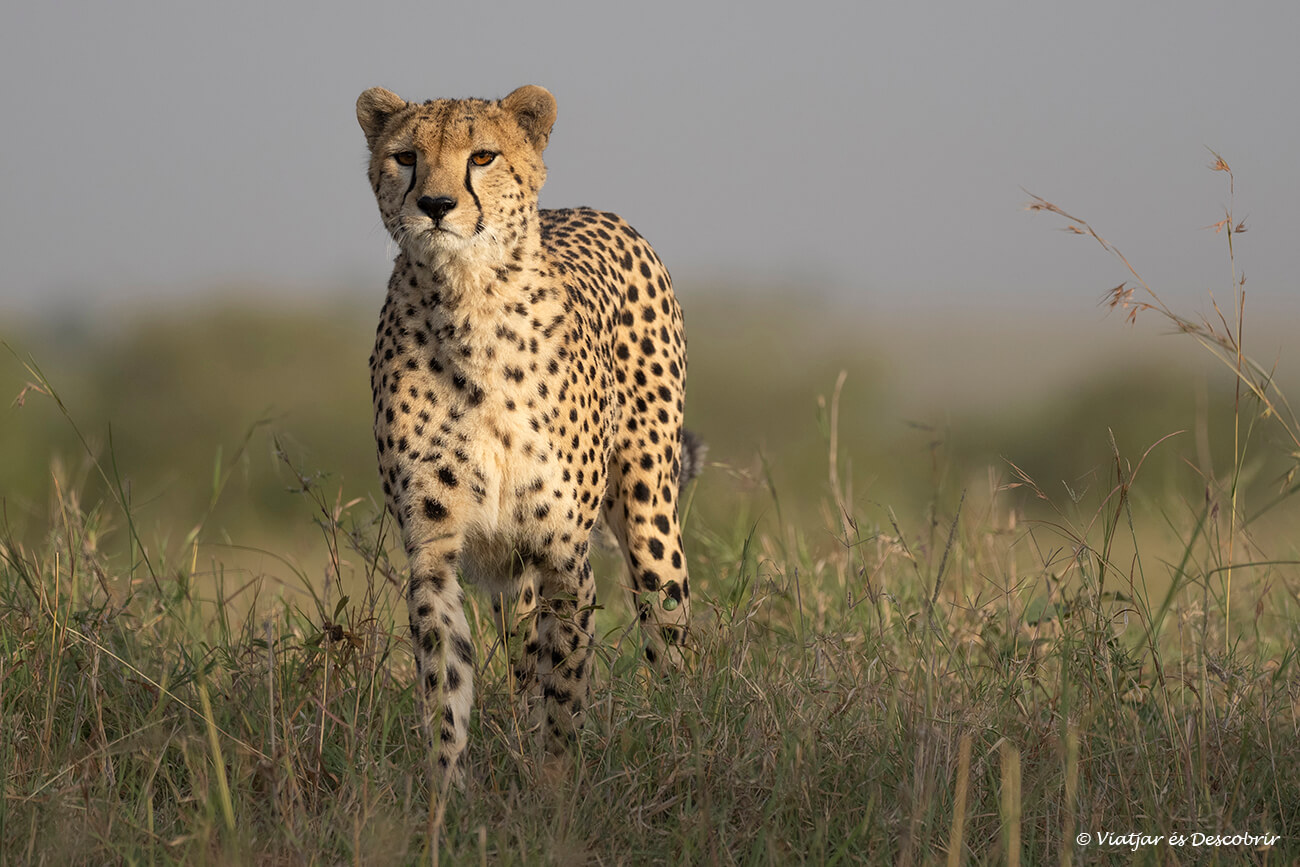 el precio de un safari en Kenia es alto pero permite vivir experiencias inolvidables como ver a este guepardo durante la salida de sol