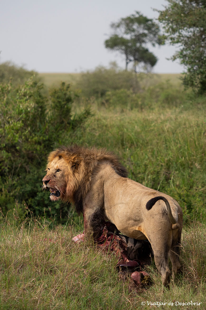 conocer el Masai Mara es una de las recompensas al precio de un safari en Kenia