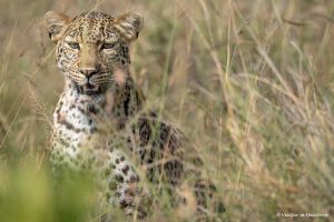 Lee más sobre el artículo Safari en Kenia: precio detallado y cómo ahorrar