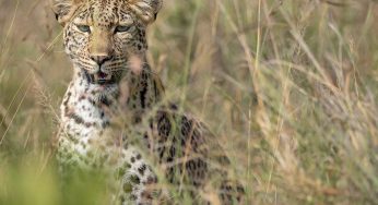 Safari en Kenia: precio detallado y cómo ahorrar