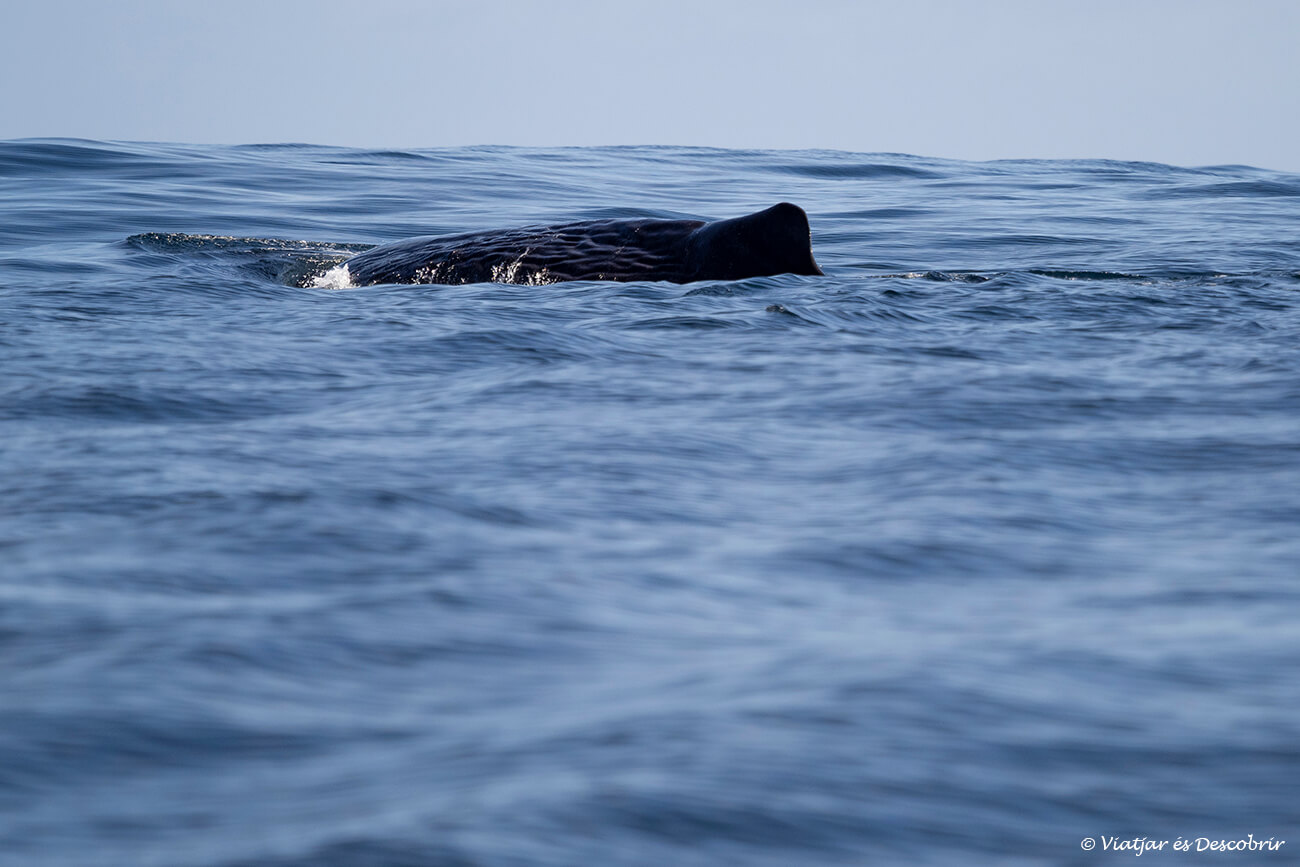 detalles de la aleta dorsal de un cachalote frente a la costa de Chile