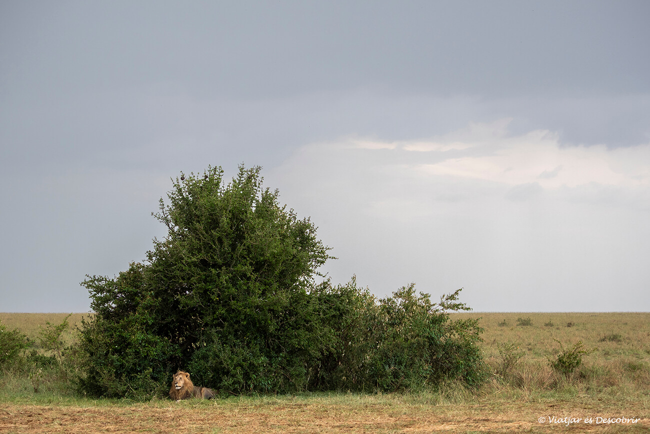 un león descansando en un arbusto del Masai Mara