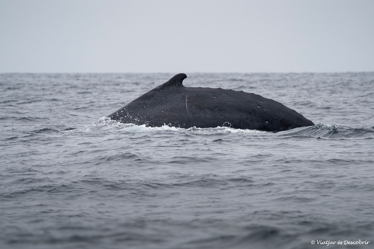 ballenas jorobada en el océano Pacífico