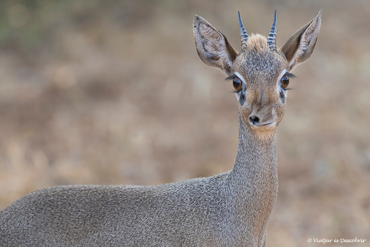primer plan de un dik dik en la reserva nacional de Samburu