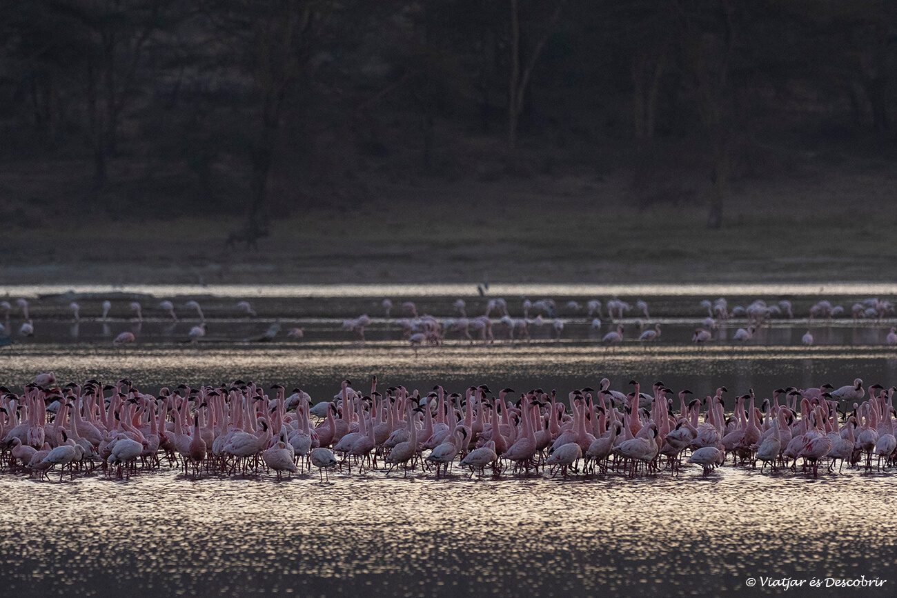 un grupo de flamencos en el emblemático Lago Nakuru