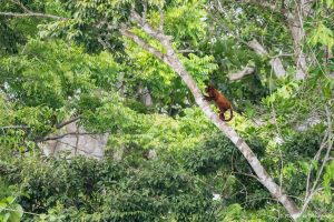 Lee más sobre el artículo Semana 76 (Quinuituq): La selva del Parque Nacional Manu