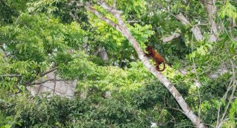 Semana 76 (Quinuituq): La selva del Parque Nacional Manu