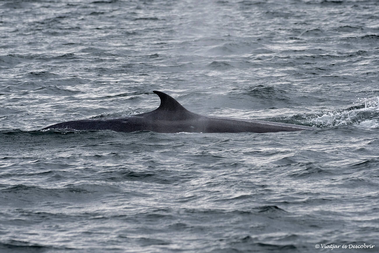 rorcual austral en el Estrecho de Magallanes una de las otras ballenas que se pueden ver en Chile