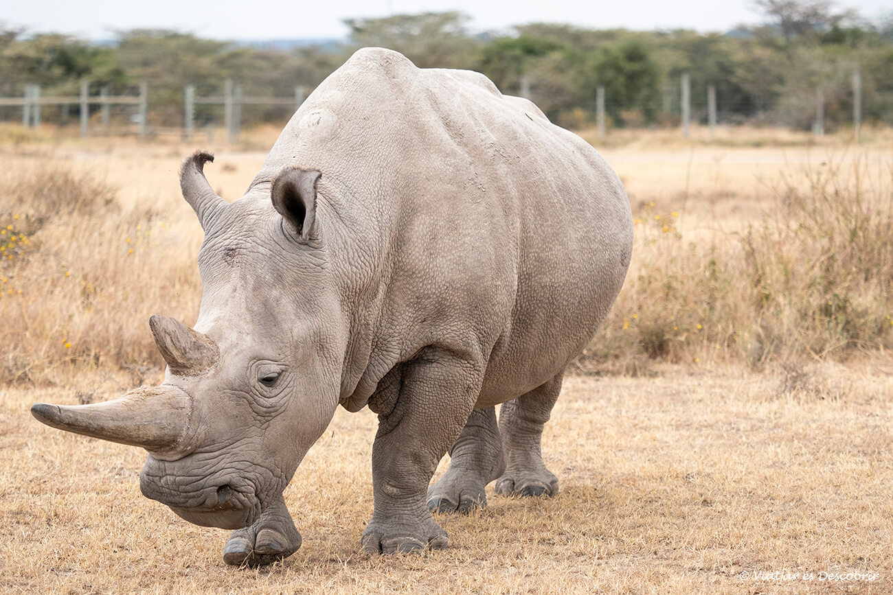 uno de los dos últimos rinocerontes blancos del norte que se pueden ver a Ol Pejeta y que suponen un pequeño añadido al precio de un safari en Kenia