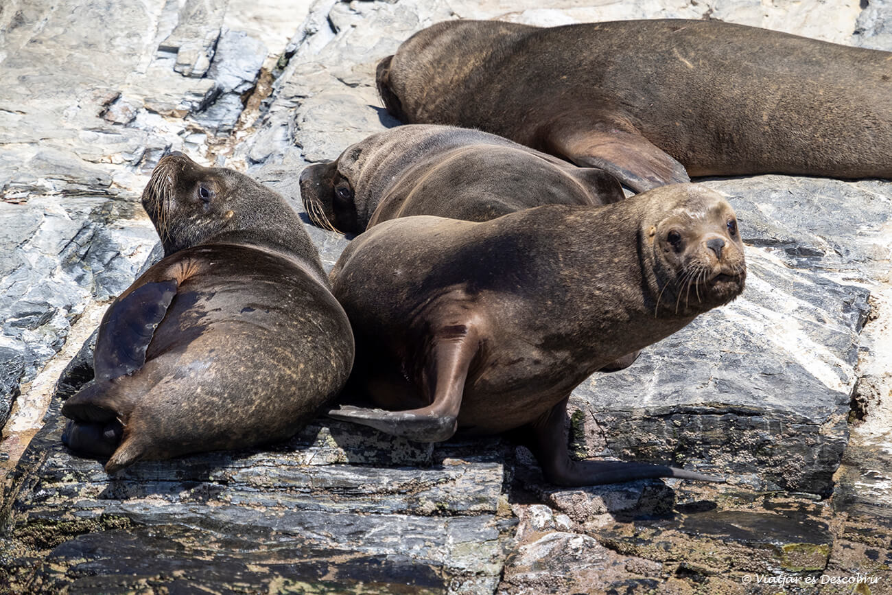 en los lugares donde ver ballenas en Chile también se pueden ver alteros especies marinas como estos leones marinos