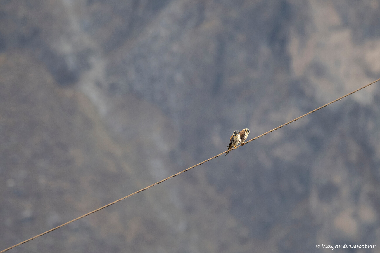 dos halcones cernícalos a un cable en el caño del colca