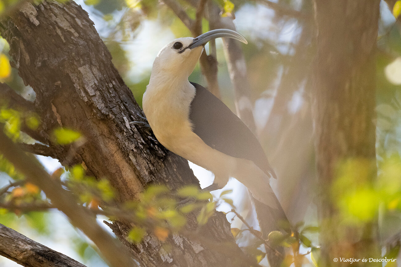 ave en la reserva de Kirindy una zona de fauna muy interesante cerca de la Avenida de los Baobabs