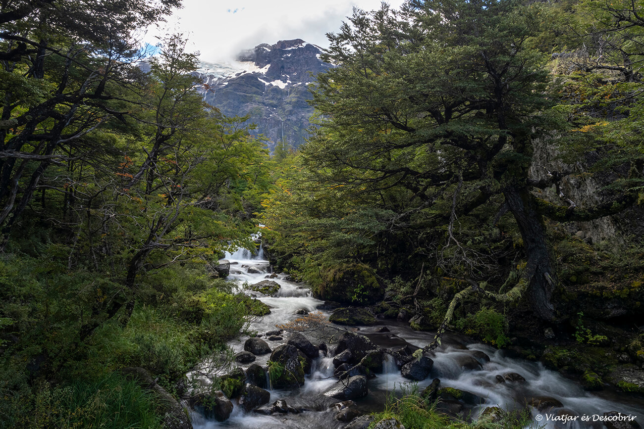 río que baja del Cerro Tronador entre un bosque típico de la Patagonia