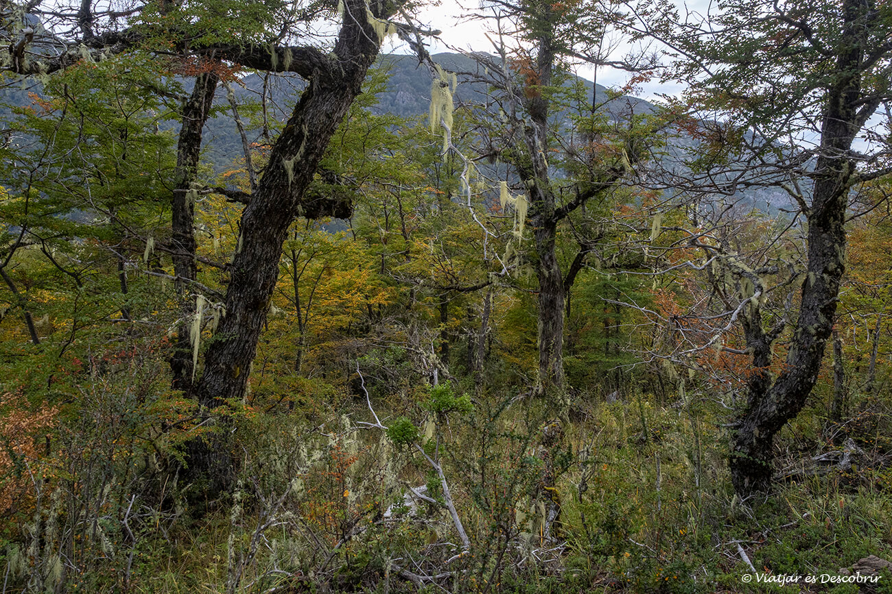 detalles de los colores y vegetación durante el camino para llegar al Cerro Tronador