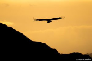 Lee más sobre el artículo El Cañón del Colca, el mejor lugar donde ver cóndores en Perú