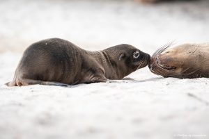 Lee más sobre el artículo Presupuesto de un viaje a las Galápagos: ¿Cuánto cuesta?