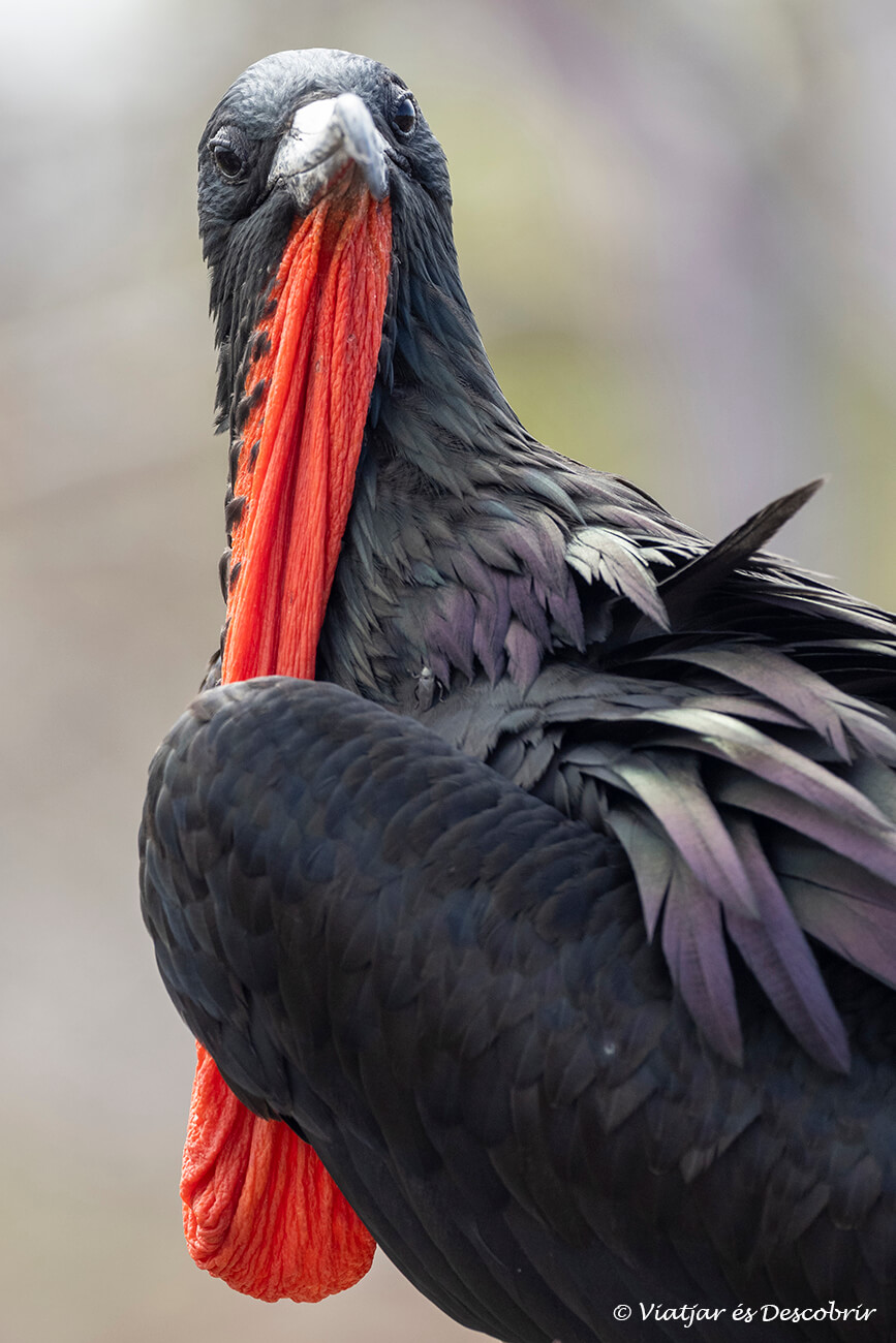 las actividades que permiten ver aves como las de la foto son un componente muy importante del presupuesto de un viaje a las Galápagos