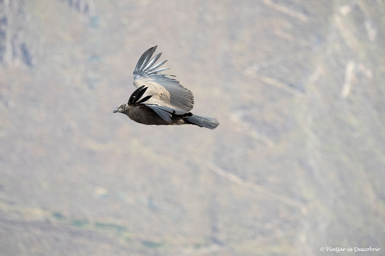 un cóndor volando cerca de un mirador en el cañón del colca