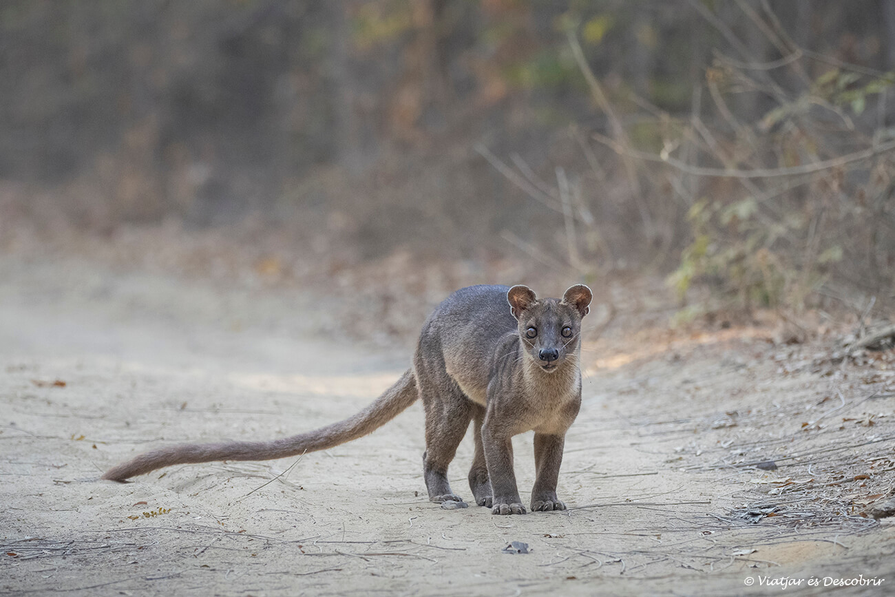 fossa salvaje en la reserva del Bosque de Kirindy