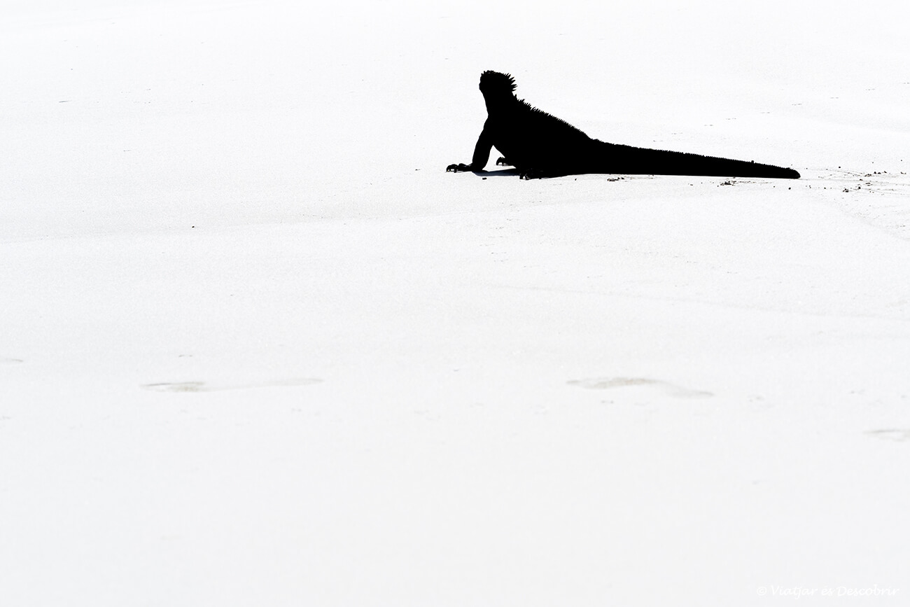 foto con contraste de una iguana marina en las Galápagos