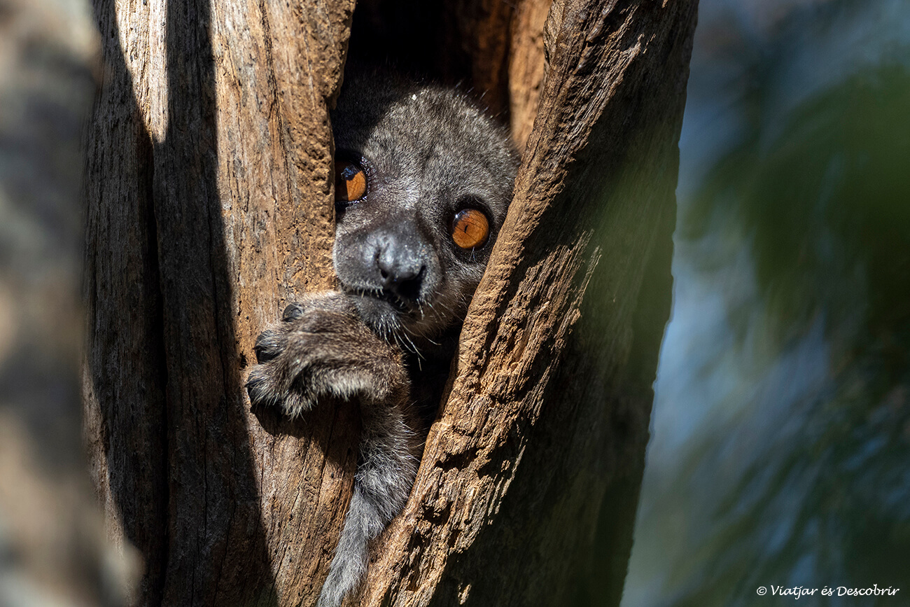 lémur escondido dentro de un árbol en Madagascar