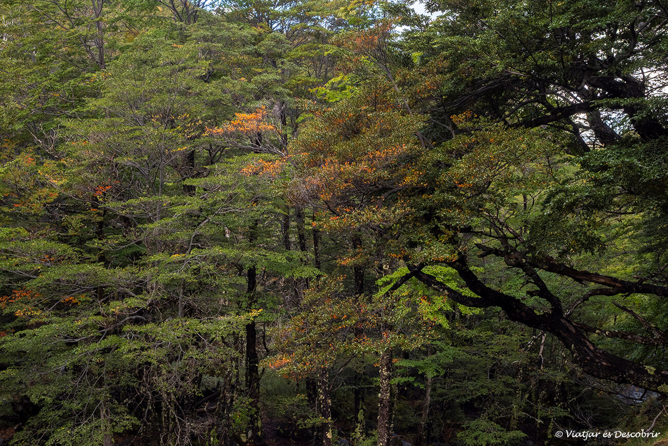 inicio de los colores de otoño en el Parque Nacional Nahuel Huapi durante una excursión