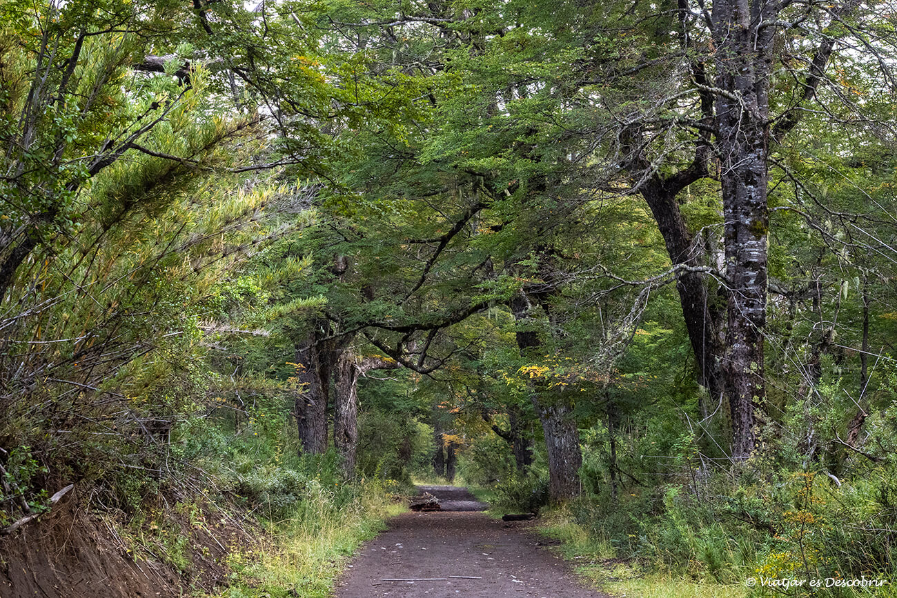 camino por el interior del bosque en el Parque Nacional Nahuel Huapi