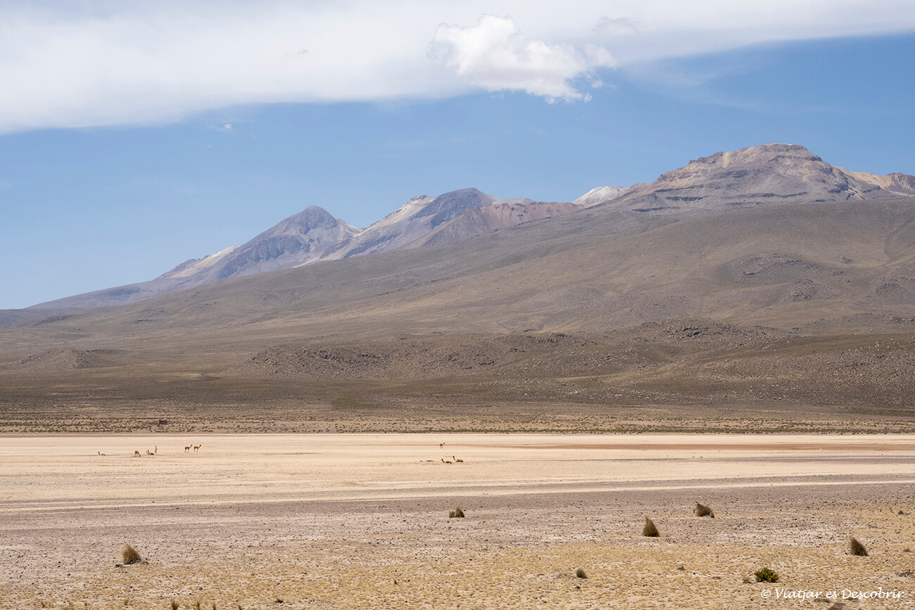 Reserva Nacional de Salinas y Agua Blanca durante mi recorrido en transporte turístico para llegar al cañón del Colca desde Arequipa