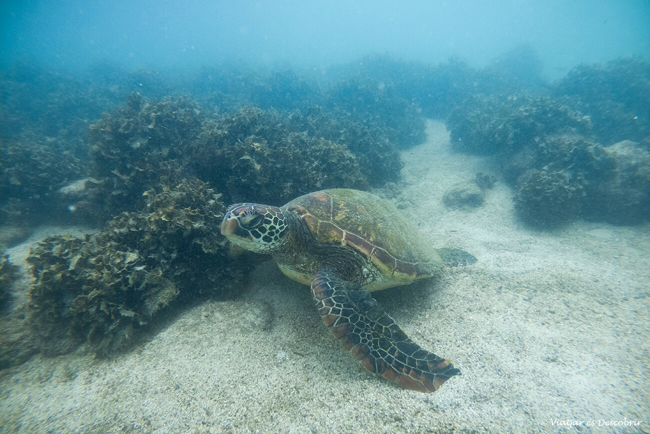 tortuga marina en las galápagos que se pueden a sitios de acceso gratuito y que no aumentan el coste del viaje a las Galápagos